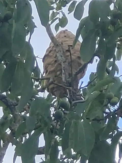 Nid de frelon asiatique à Fontaine-le-Comte (86) — Neutralisé
