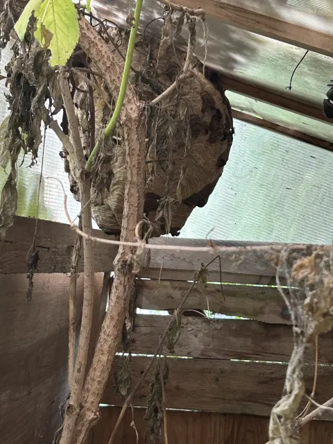 Nid de frelon asiatique à Les Essarts-lès-Sézanne (51) — Neutralisé