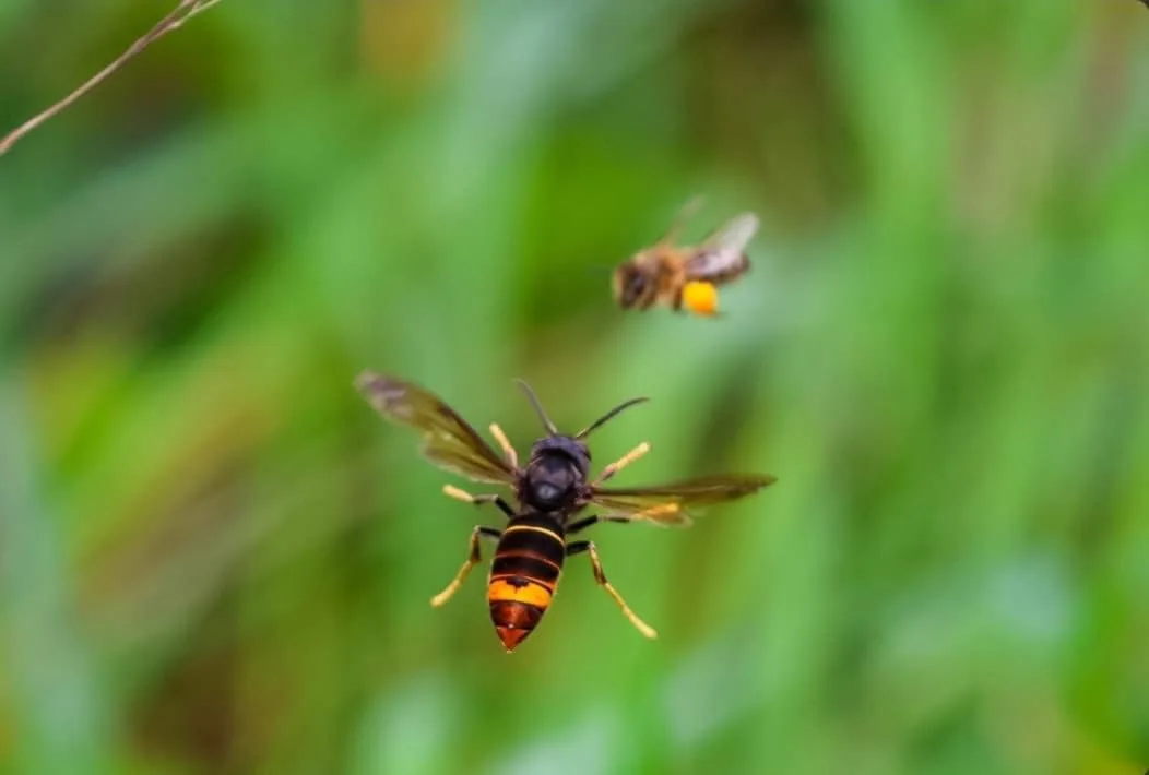 Nid signalé à Poitiers
