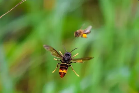Nid de frelon asiatique à Poitiers (86) — Confirmé