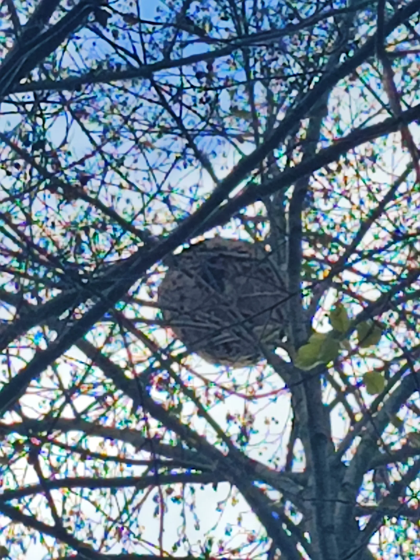 Nid signalé à Lesménils