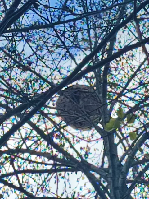 Nid de frelon asiatique à Lesménils (54) — Neutralisé