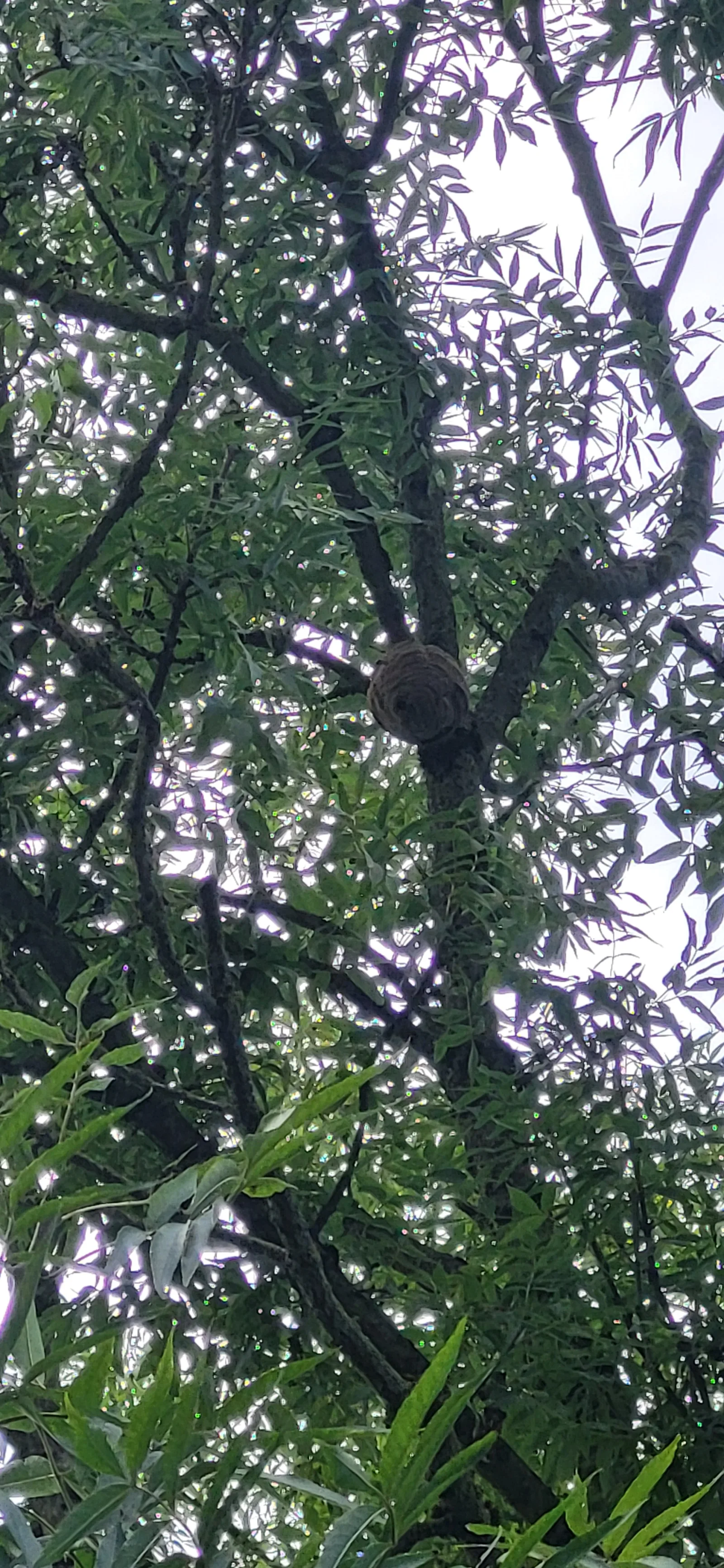 Nid signalé à Bouxières-aux-Dames