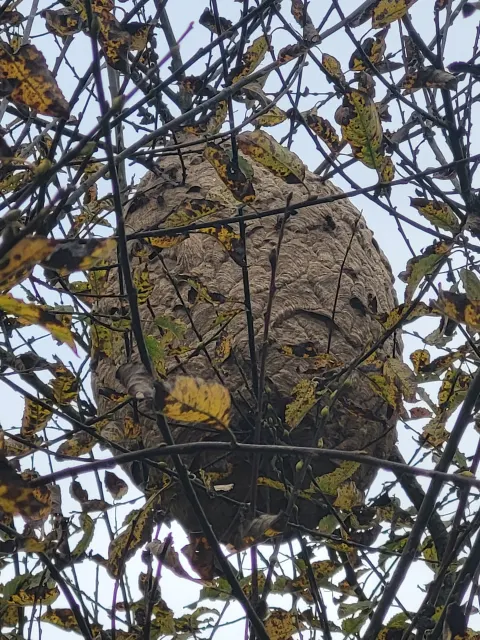 Signalement à Algrange