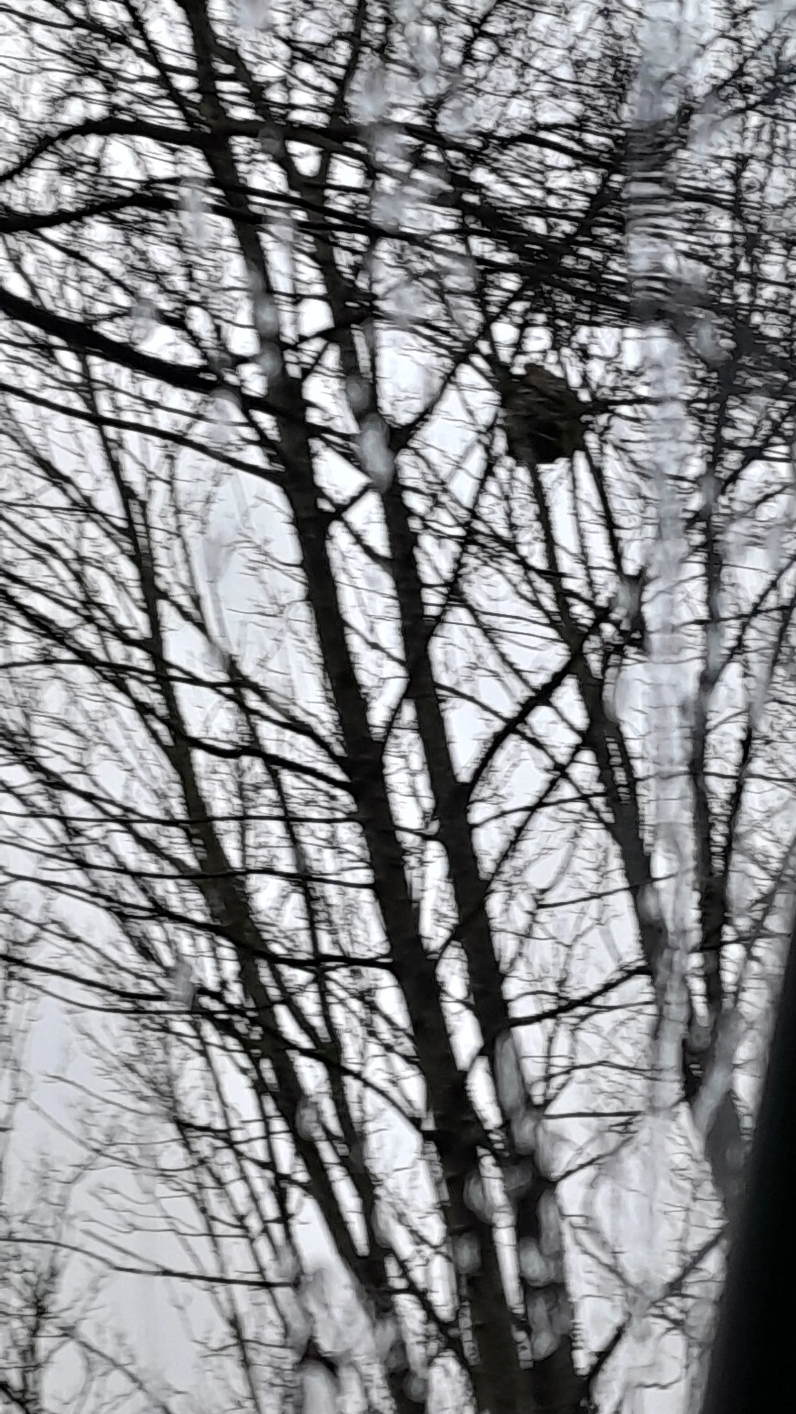 Photo du signalement #925