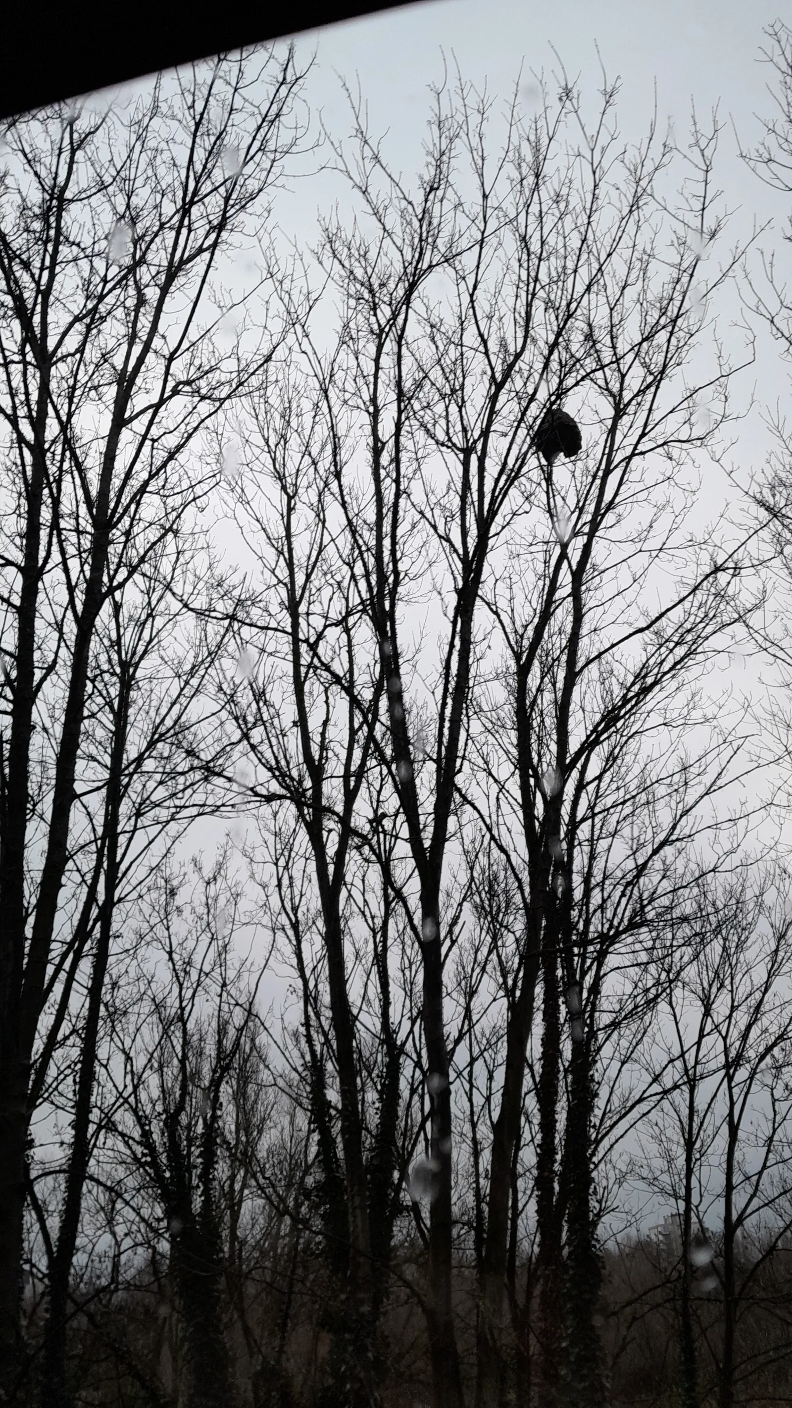 Nid signalé à Saint-Cyr-sur-Loire