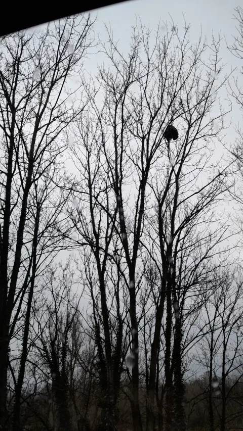 Signalement à Saint-Cyr-sur-Loire