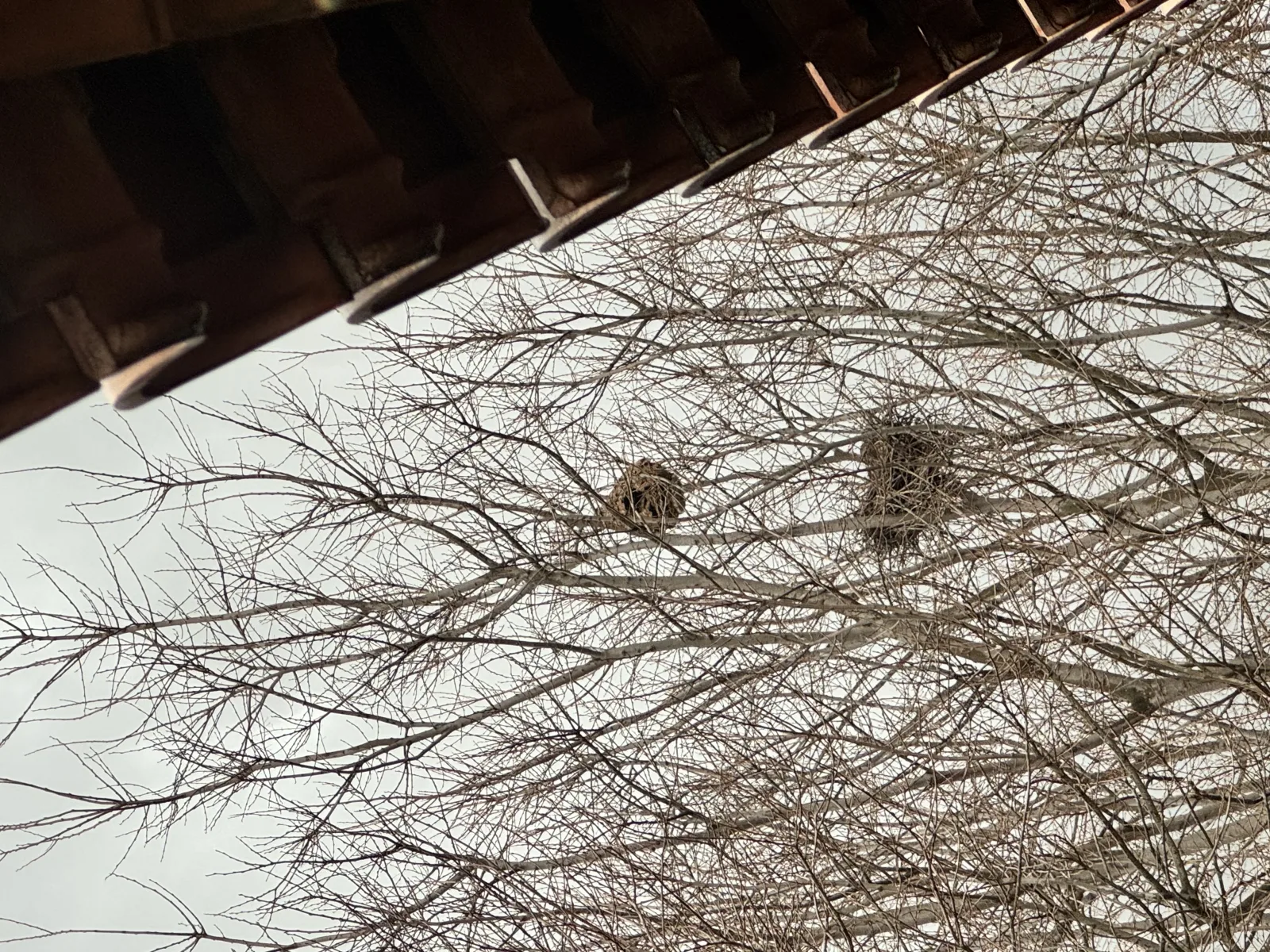 Nid signalé à Toulon