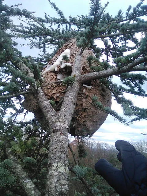 Signalement à Naintré