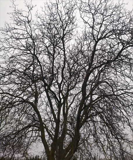 Photo du nid de frelon asiatique signalé à Saint-Martin-la-Pallu