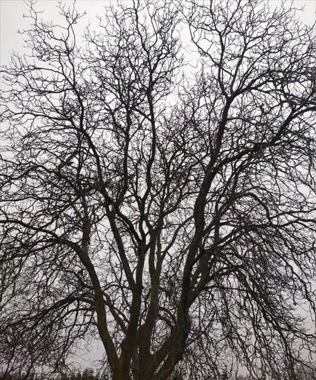 Signalement à Saint-Martin-la-Pallu