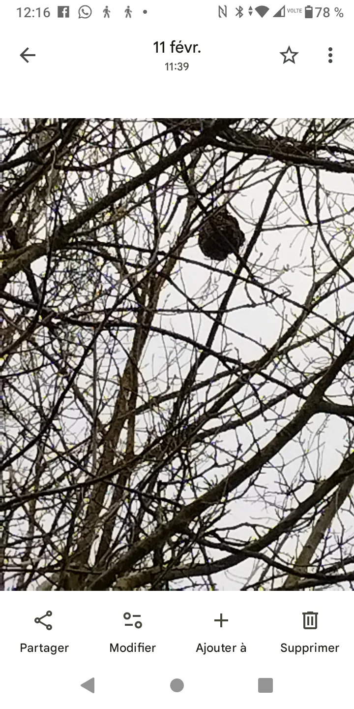 Photo du nid de frelon asiatique signalé à Saint-Martin-la-Pallu