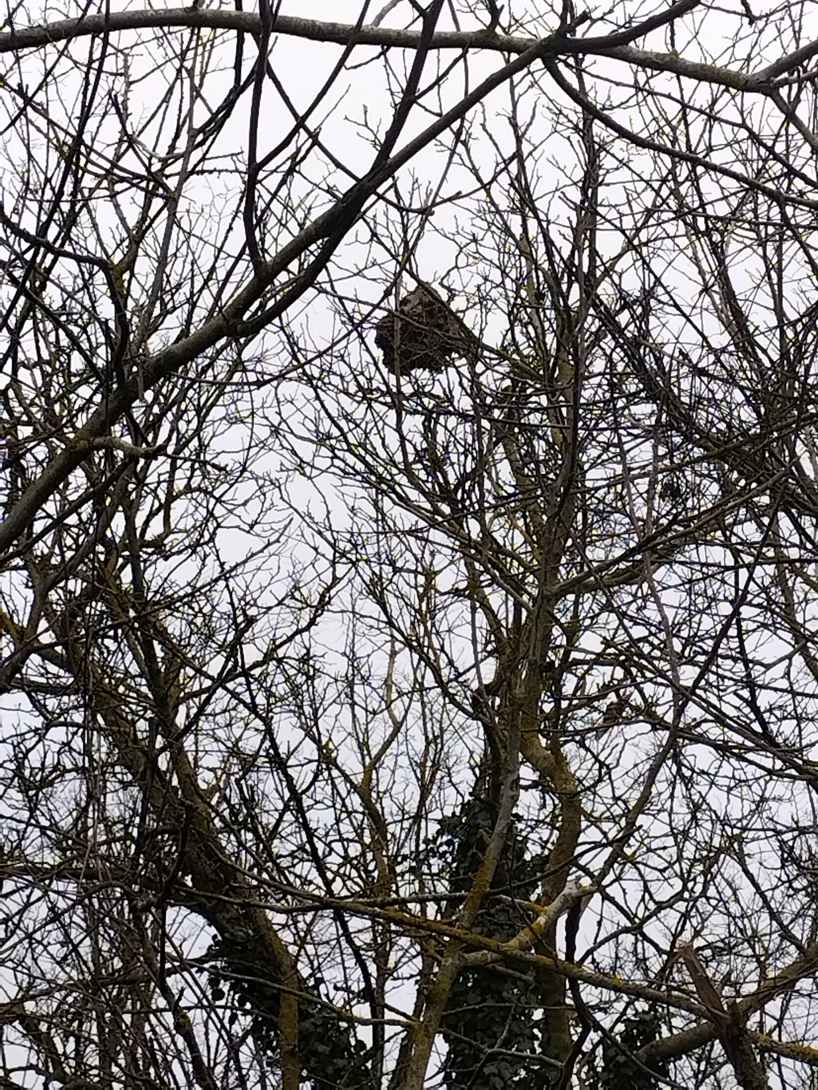 Photo du nid de frelon asiatique signalé à Saint-Martin-la-Pallu