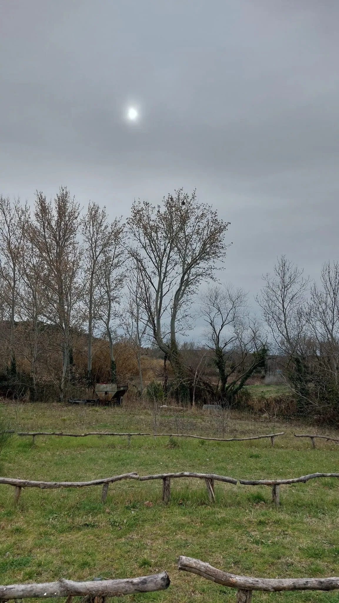 Photo du nid de frelon asiatique signalé à Visan
