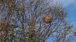 Photo du nid de frelon asiatique signalé à Castelnaudary