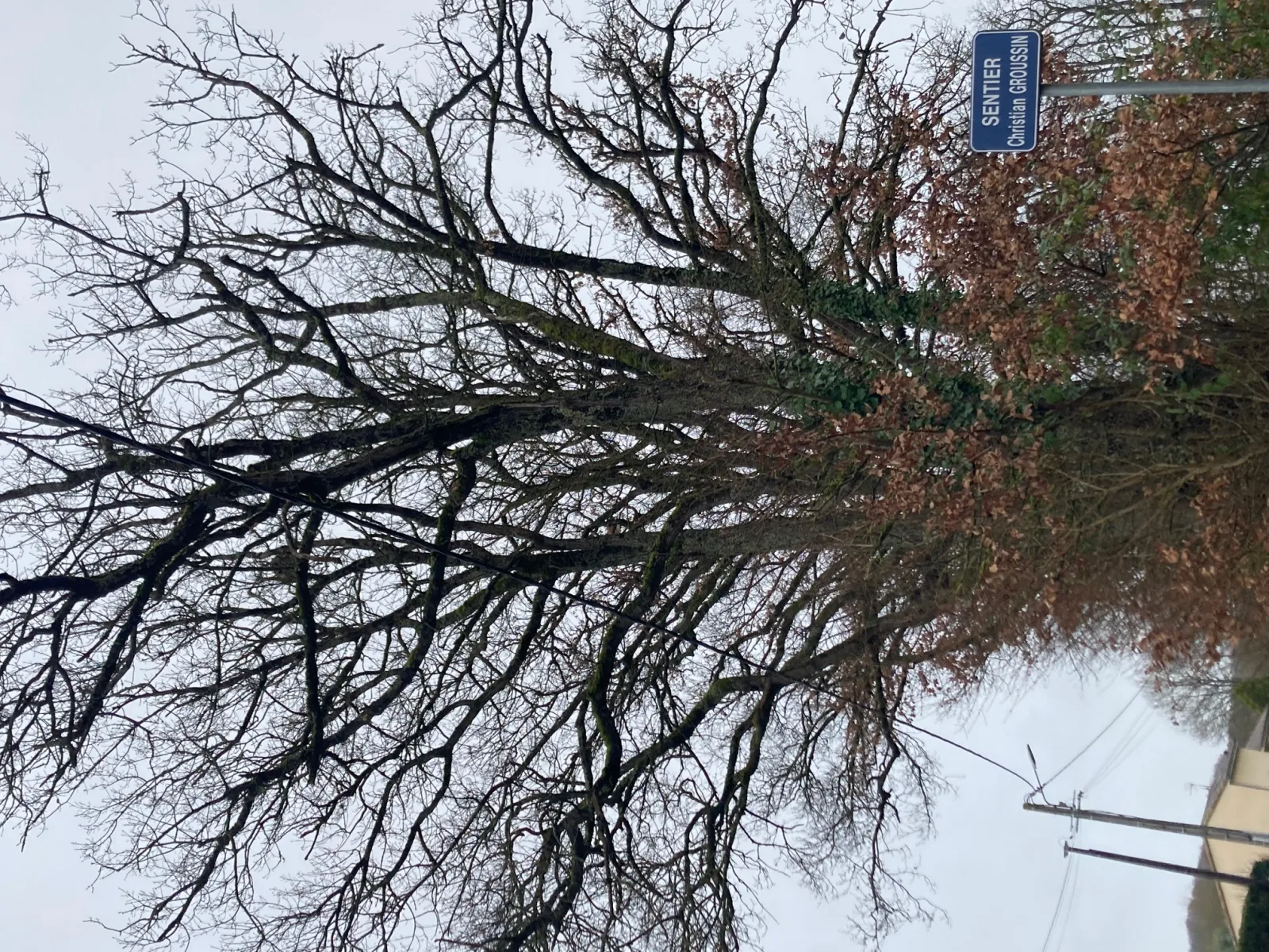 Photo du nid de frelon asiatique signalé à La Roche-Posay