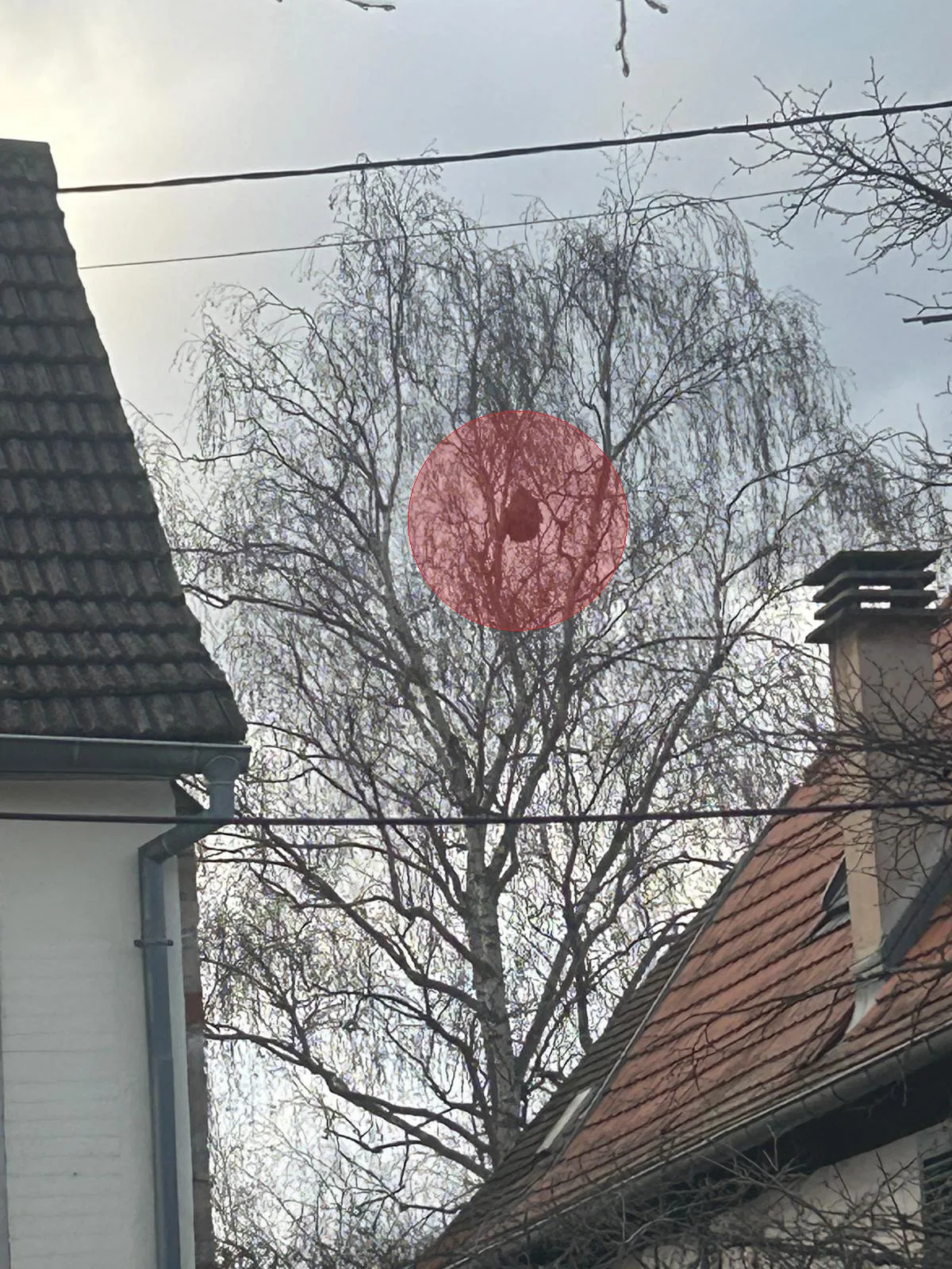 Photo du nid de frelon asiatique signalé à Molsheim