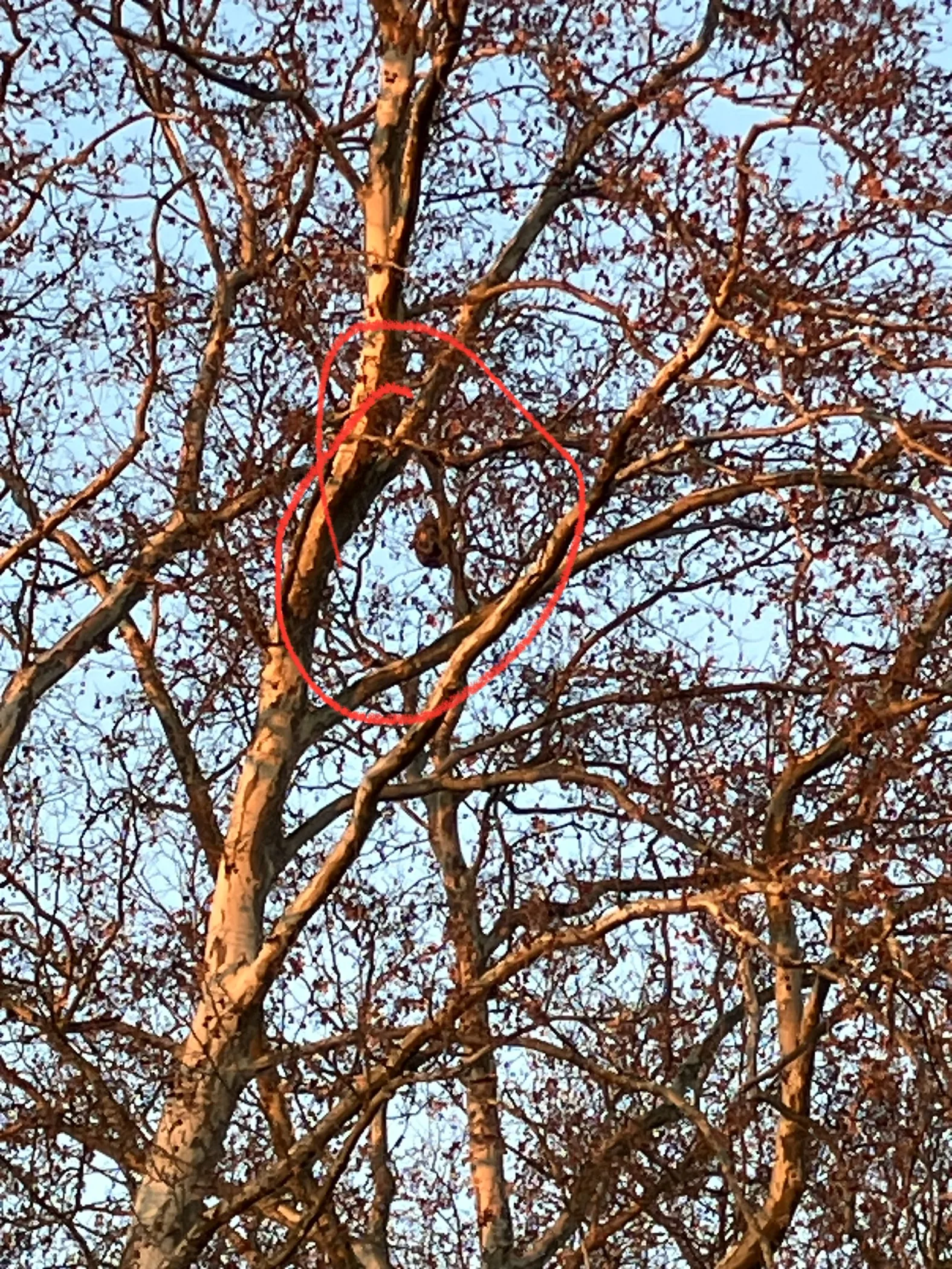 Photo du nid de frelon asiatique signalé à Strasbourg