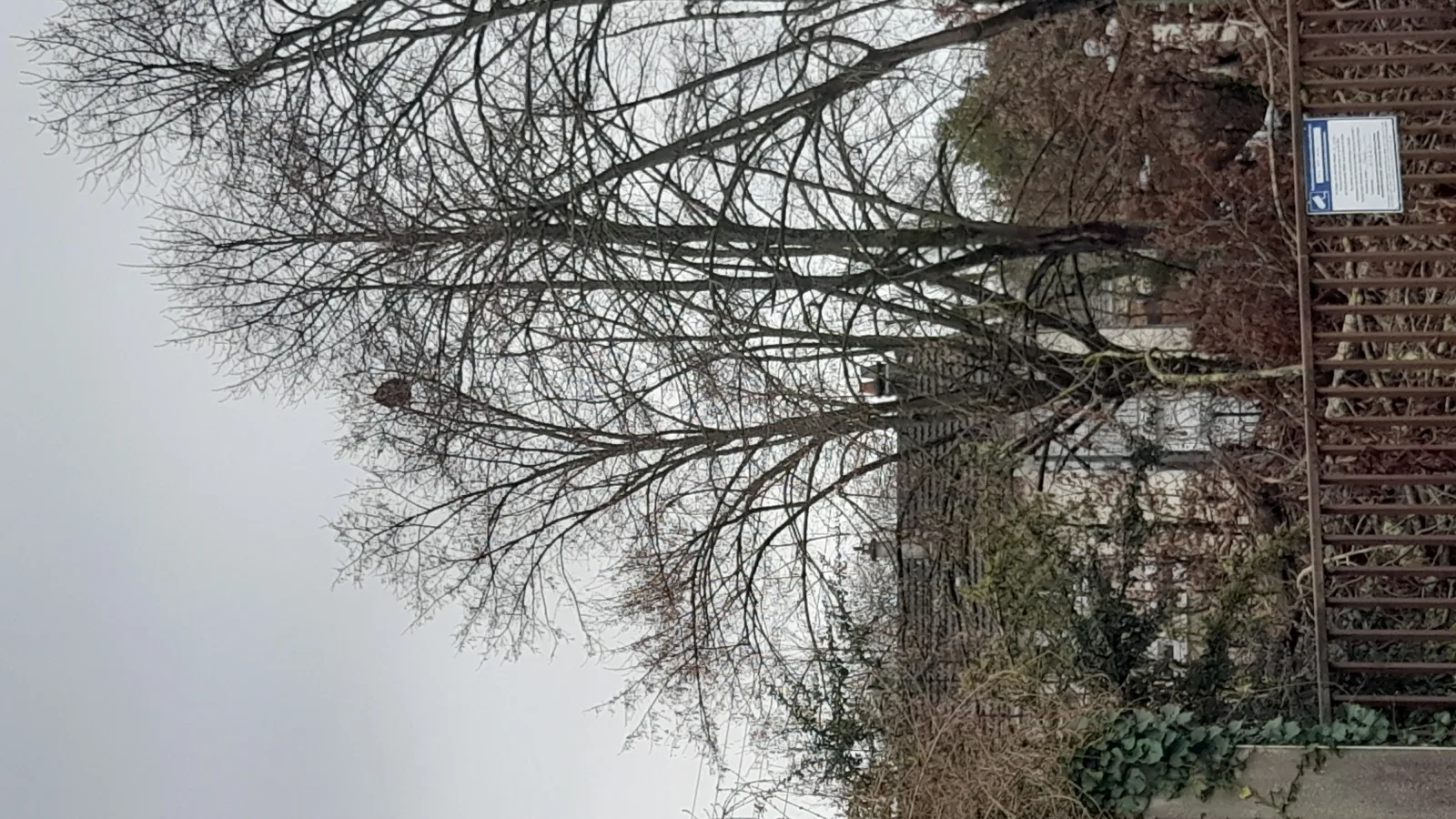 Photo du nid de frelon asiatique signalé à Châtellerault