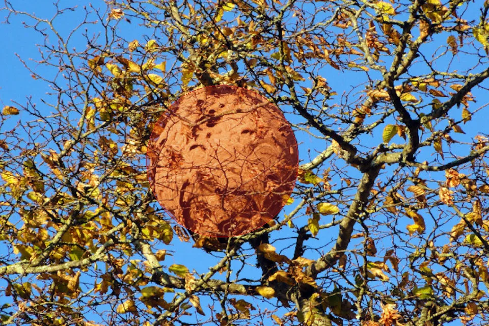Photo du nid de frelon asiatique signalé à Lille
