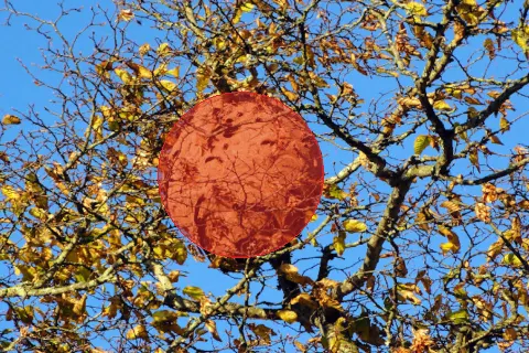 Signalement à Lille