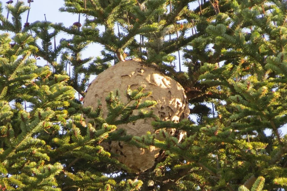 Photo du nid de frelon asiatique signalé à saint sauvant