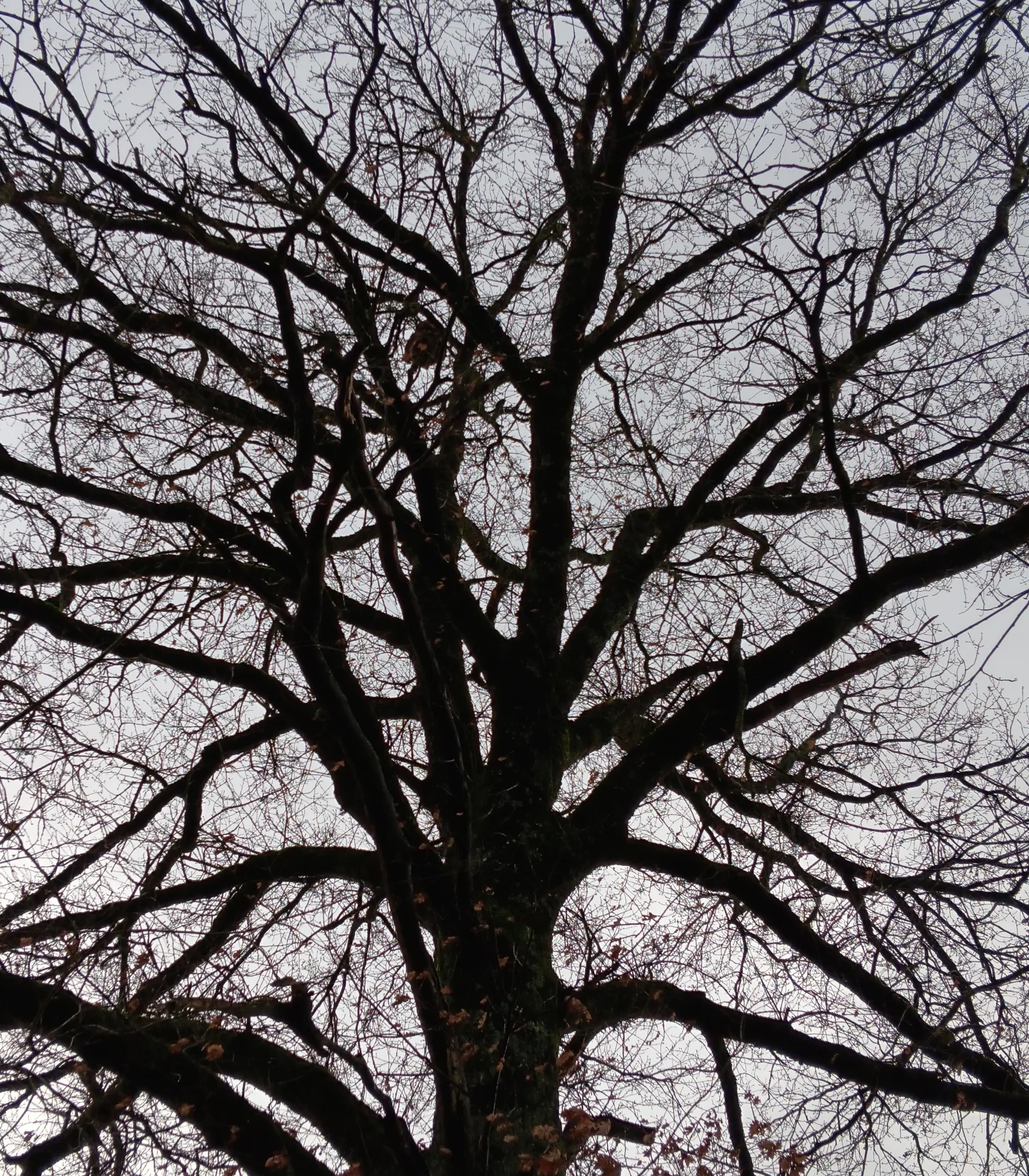 Photo du nid de frelon asiatique signalé à Romagne