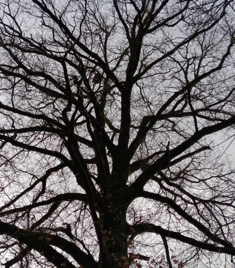 Signalement à Romagne