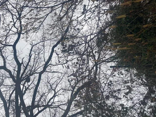 Photo du nid de frelon asiatique signalé à La Roche-Posay