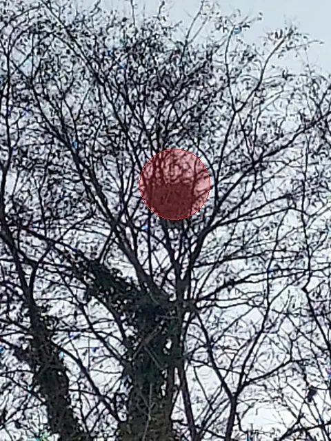 Signalement à Anthy-sur-Léman