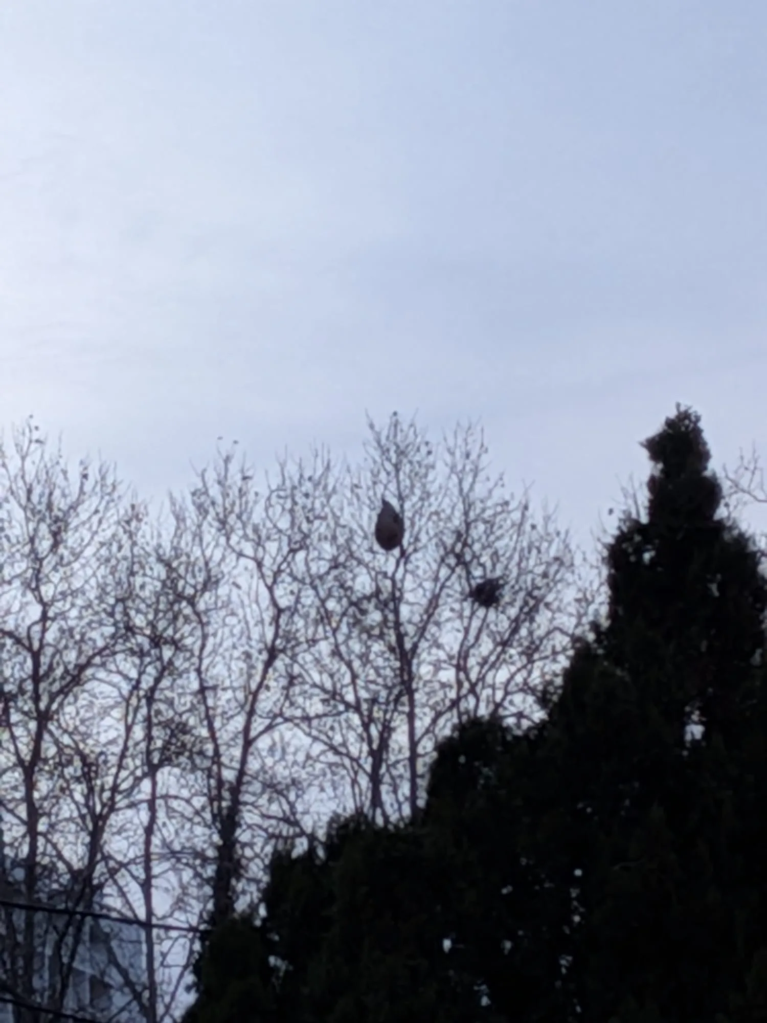 Photo du nid de frelon asiatique signalé à Marseille