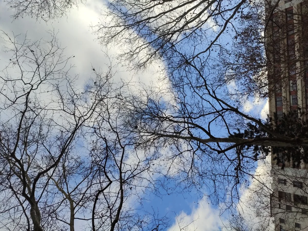 Photo du nid de frelon asiatique signalé à Lyon