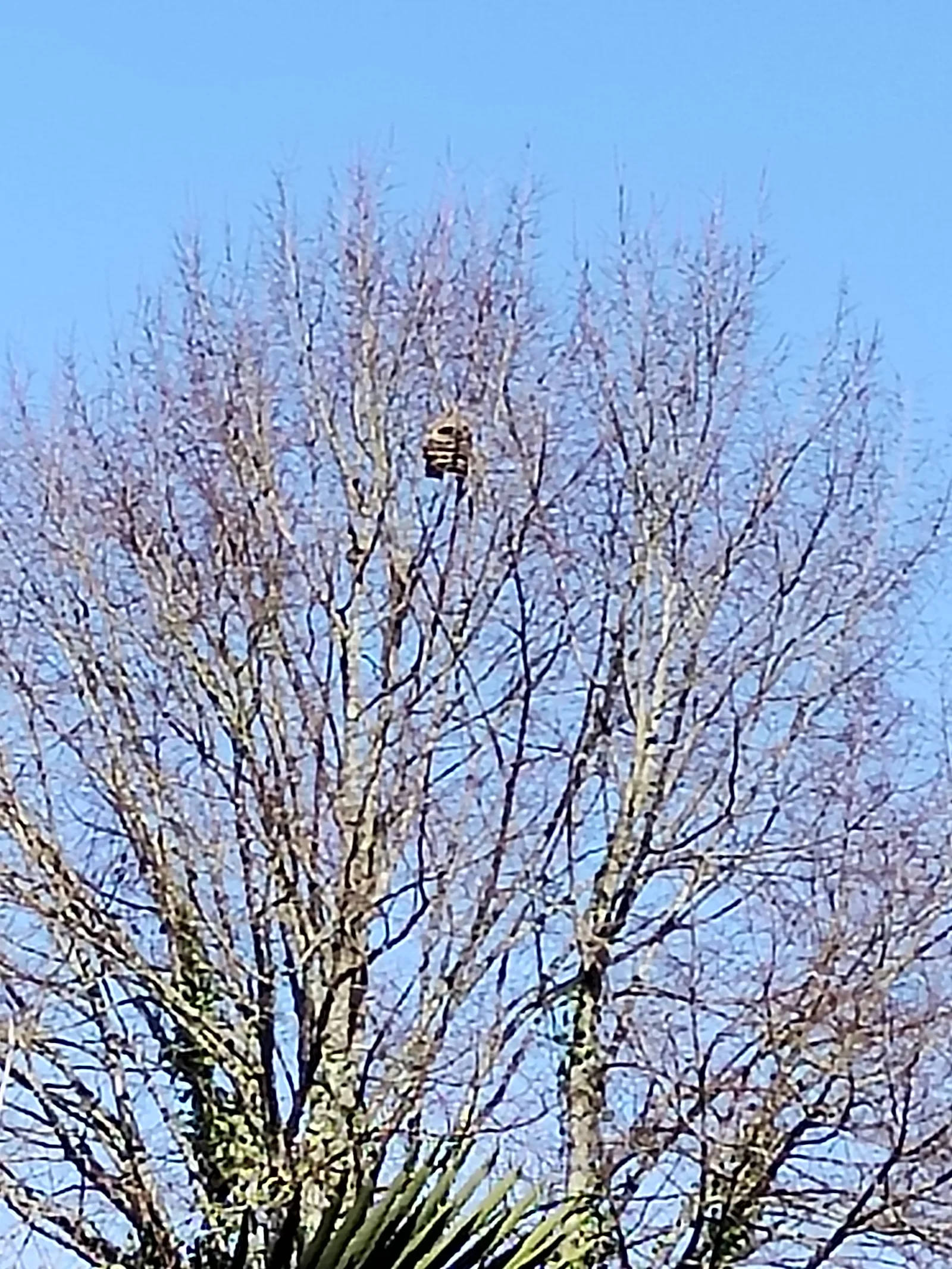 Photo du nid de frelon asiatique signalé à Limoges