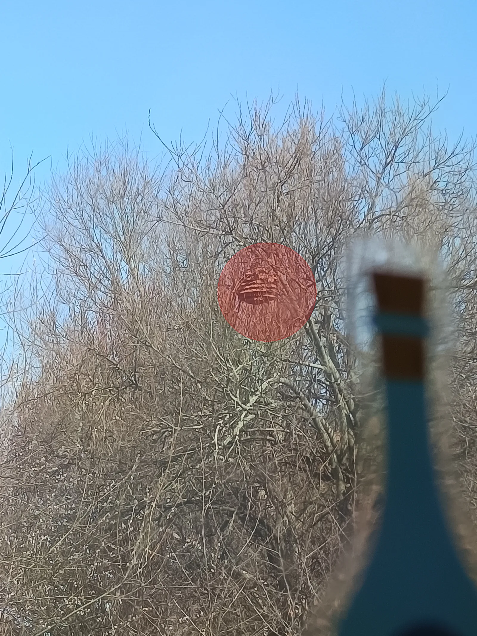 Photo du nid de frelon asiatique signalé à Cherbourg-en-Cotentin