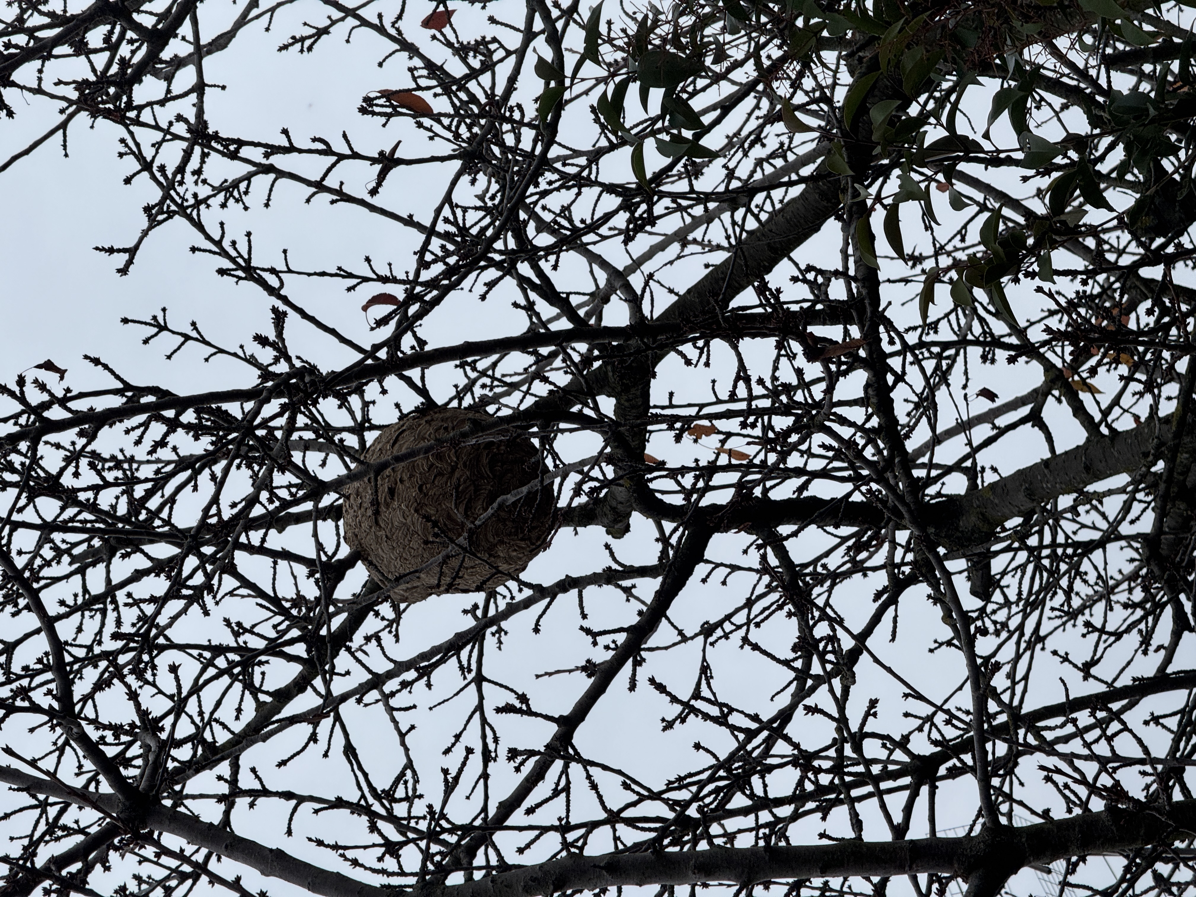 Photo supplémentaire du signalement #97