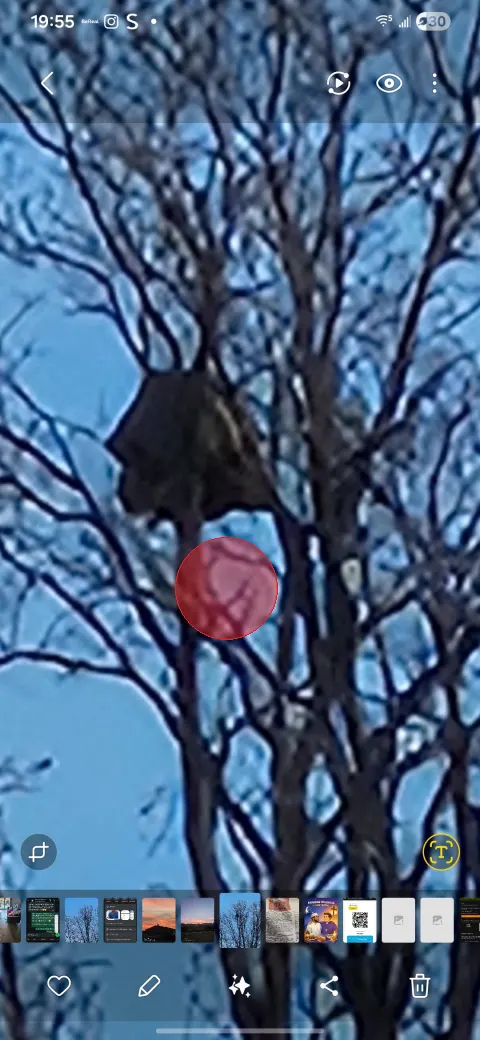 Signalement à Saint-Cyprien