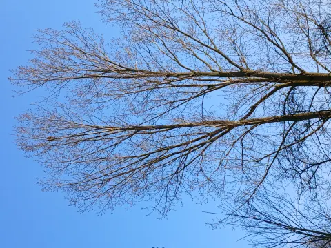 Signalement à Verlinghem