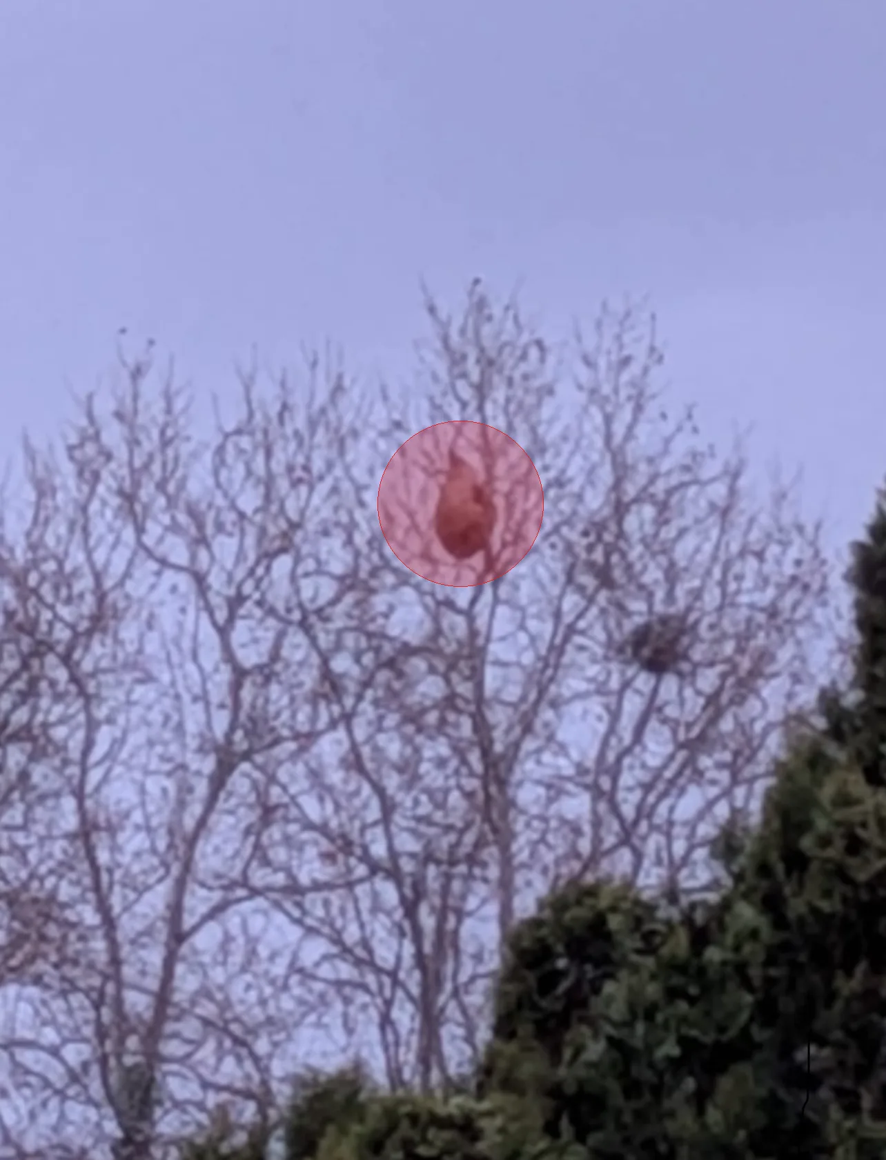 Photo du nid de frelon asiatique signalé à Marseille