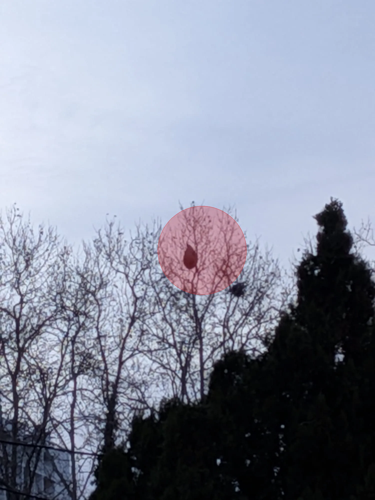 Photo du nid de frelon asiatique signalé à Saint-Martin-de-Crau
