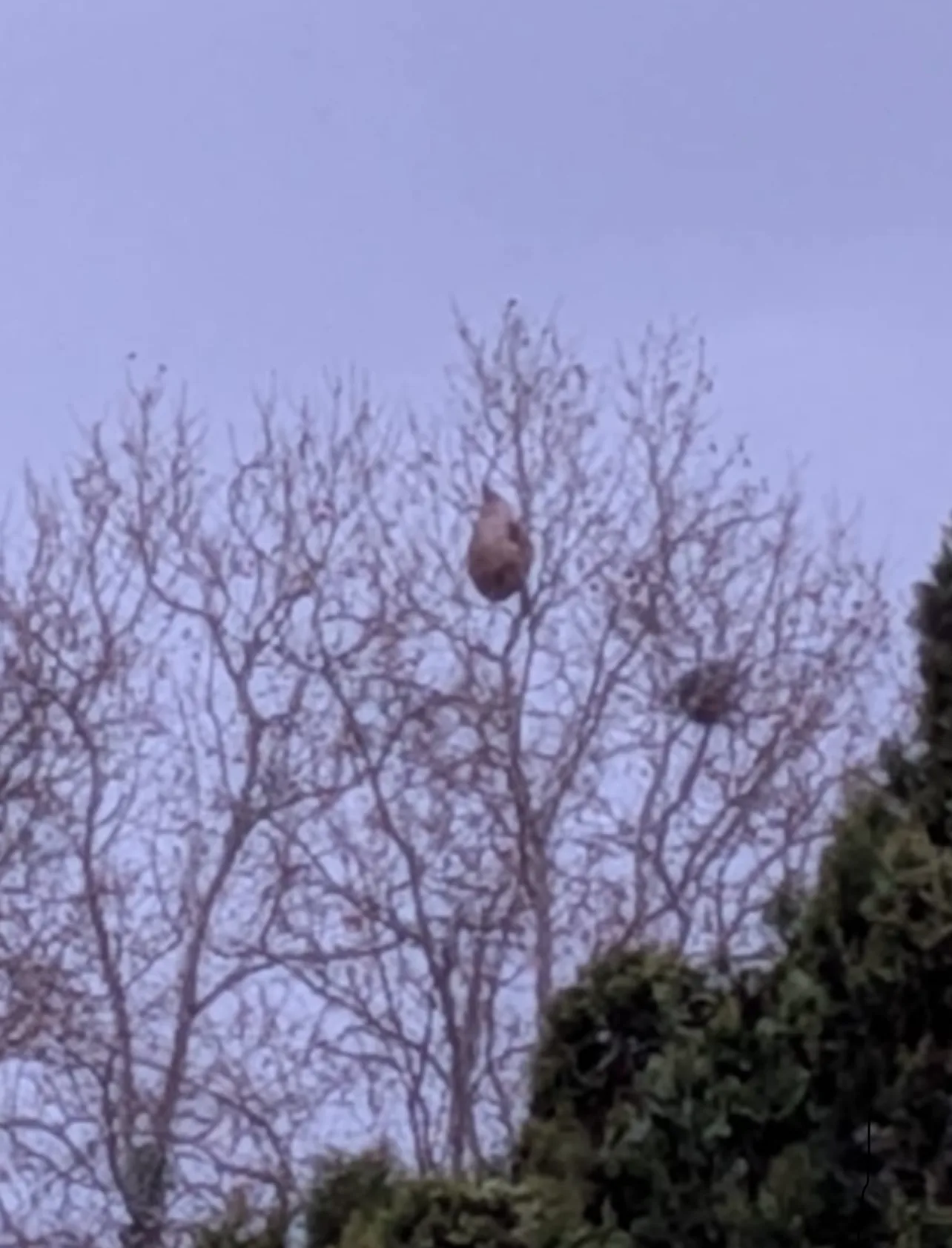 Photo du nid de frelon asiatique signalé à Saint-Martin-de-Crau
