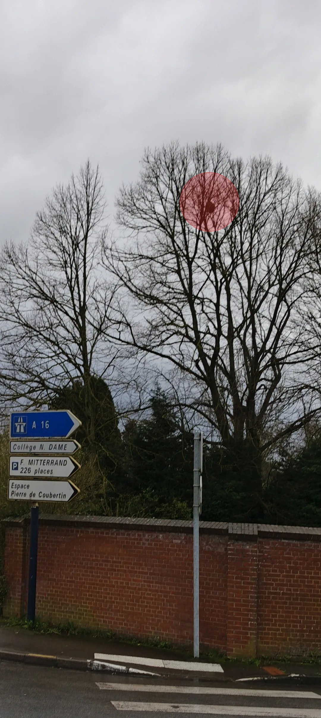 Photo du nid de frelon asiatique signalé à Bourbourg