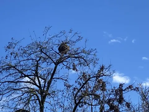 Photo du signalement #978