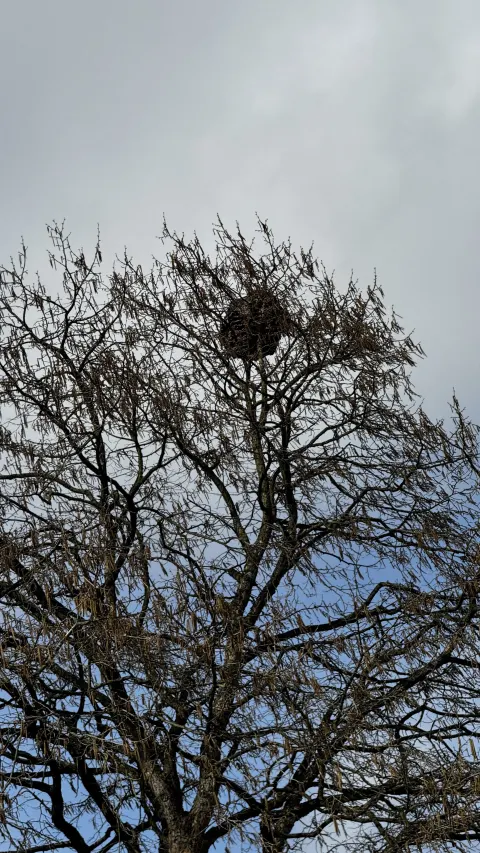 Photo du signalement #979