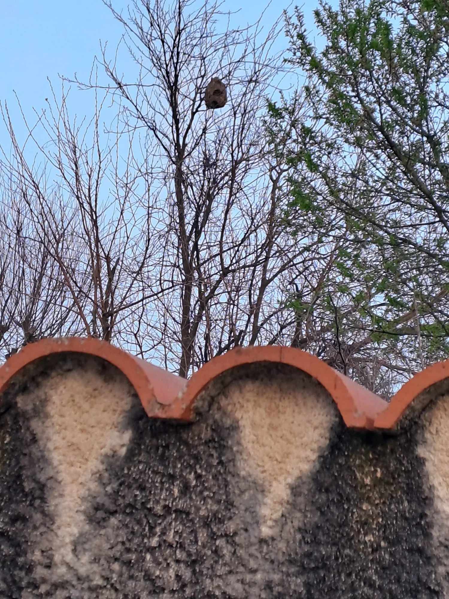 Photo du nid de frelon asiatique signalé à Montpellier