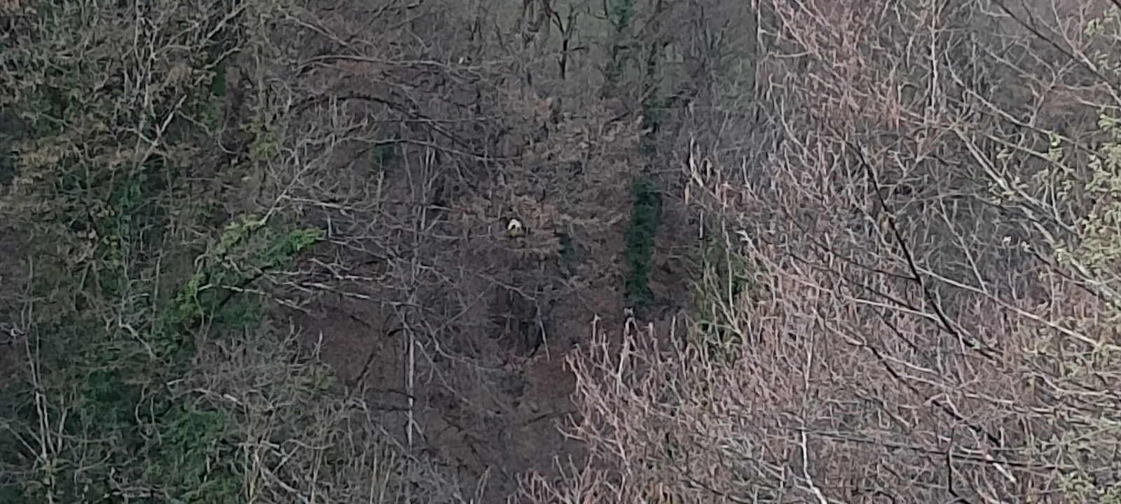 Photo du nid / nuisance signalé à Villard-sur-Doron