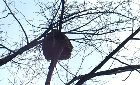 Photo du signalement #985