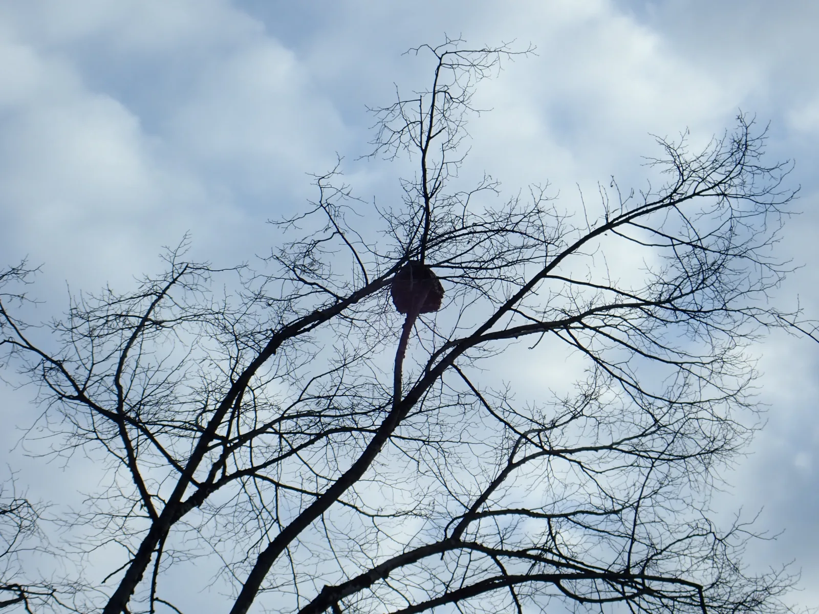 Photo du nid de frelon asiatique signalé à Macornay