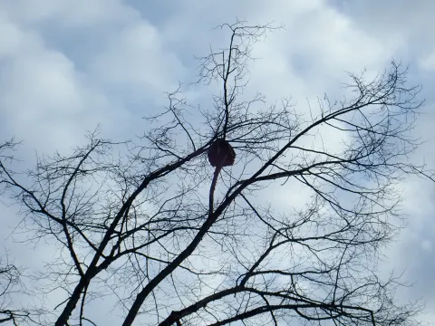 Signalement à Macornay