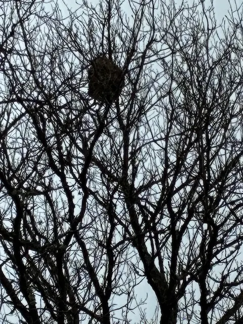 Photo du signalement #986