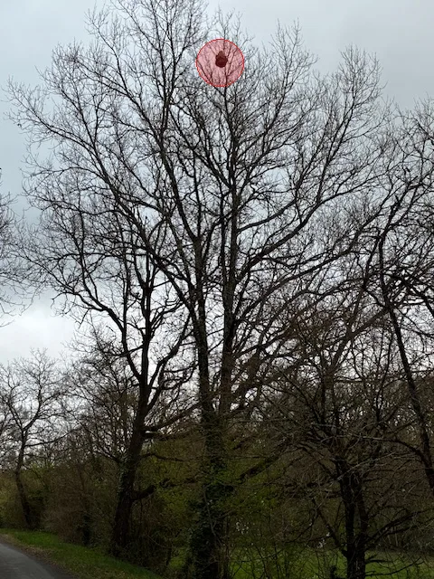 Photo du nid de frelon asiatique signalé à Port-Sainte-Marie